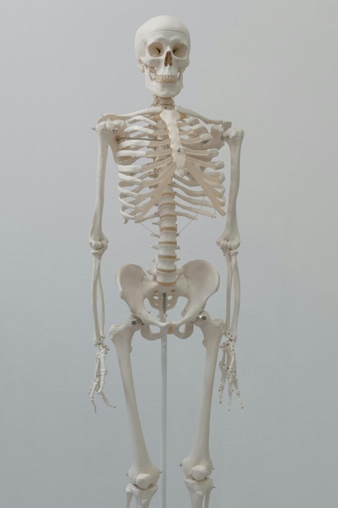 Detailed human skeleton model ideal for anatomical studies and science education.